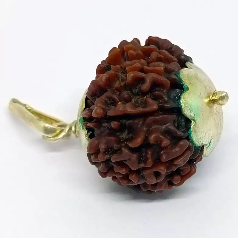 Eleven Mukhi Premium Rare Rudraksha — bead worn on red thread