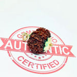 Eleven Mukhi Premium Rare Rudraksha — packaging back showing wearing instructions