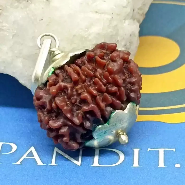 Eleven Mukhi Premium Rare Rudraksha — main bead view showing mukhi (faces)