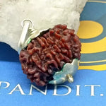 Eleven Mukhi Premium Rare Rudraksha — main bead view showing mukhi (faces)