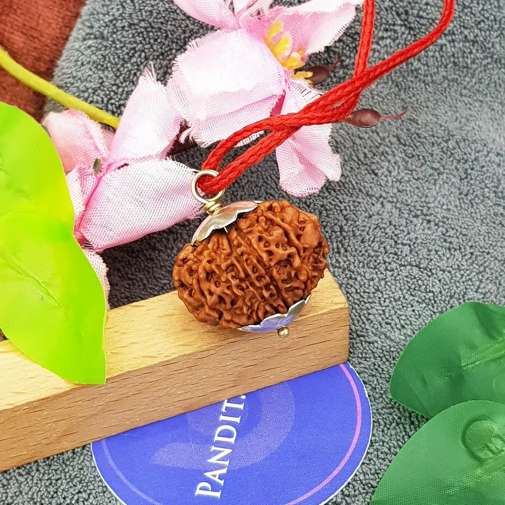 Eleven Mukhi Premium Rare Rudraksha — main bead view showing mukhi (faces)