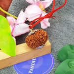 Eleven Mukhi Premium Rare Rudraksha — main bead view showing mukhi (faces)