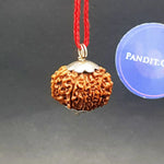 Eleven Mukhi Premium Rare Rudraksha — bead size reference