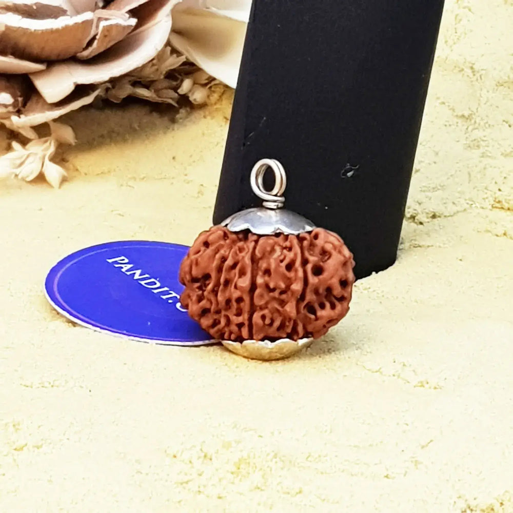 Eleven Mukhi Premium Rare Rudraksha — close-up macro showing surface texture and natural lines
