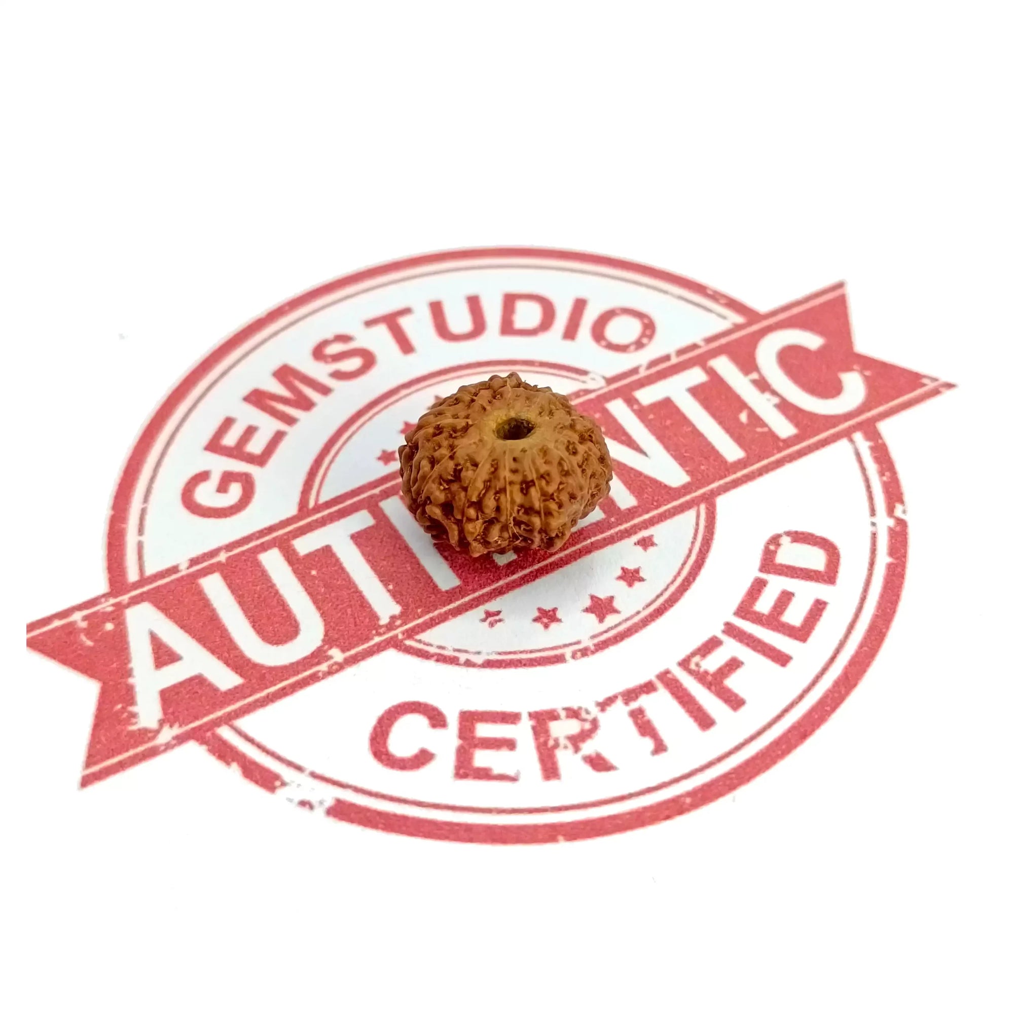 11 Mukhi Rudraksha – Indonesia