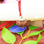 Eleven Mukhi Rudraksha Nepal