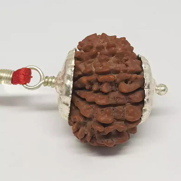 15 Faced Rudraksha — main bead view showing mukhi (faces)