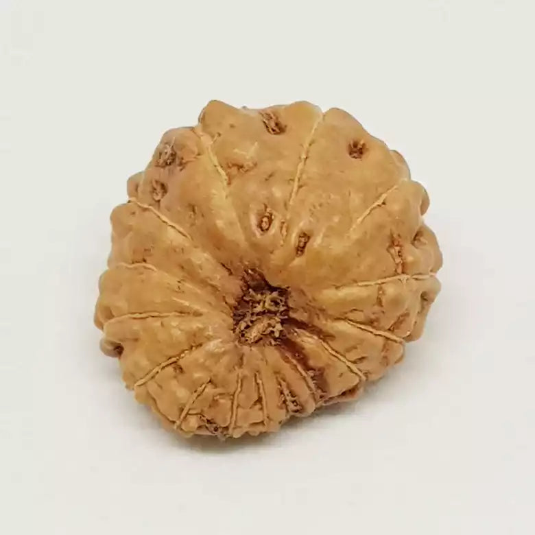 15 Mukhi Rudraksha — authenticity certificate and lab report