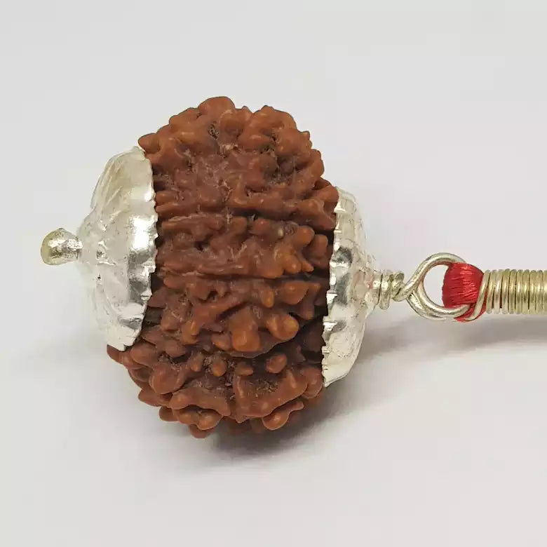 15 Faced Rudraksha — bead size reference