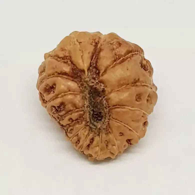 15 Mukhi Rudraksha — packaging back showing wearing instructions