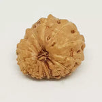 15 Mukhi Rudraksha — main bead view showing mukhi (faces)