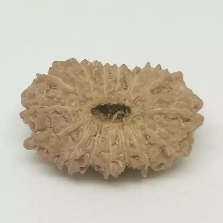 15 Faced Rudraksha — bead worn on red thread