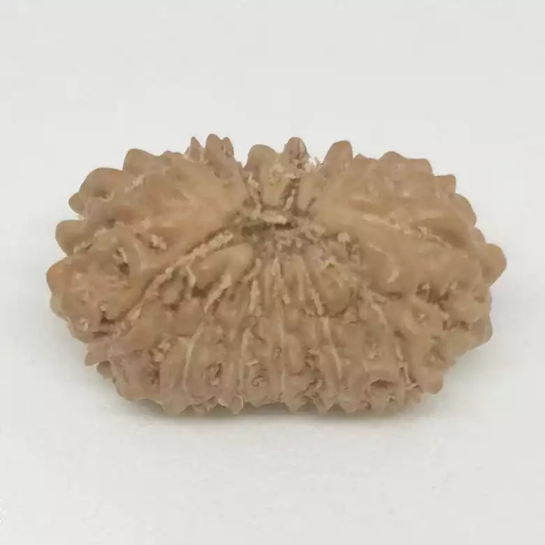 15 Faced Rudraksha — packaging back showing wearing instructions