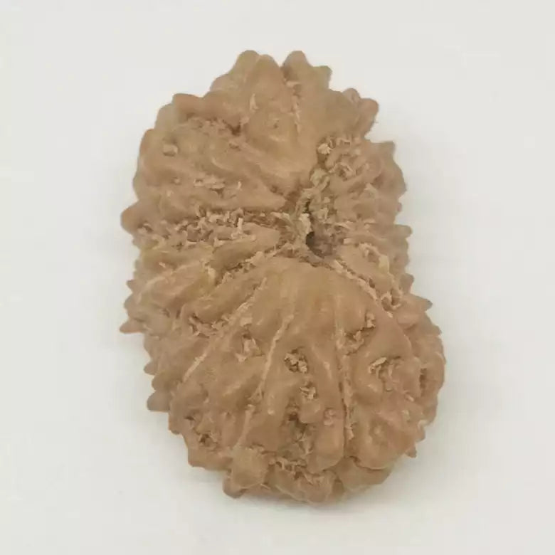 15 Faced Rudraksha — main bead view showing mukhi (faces)