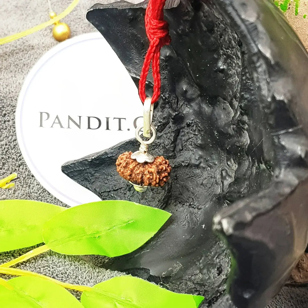 15 Mukhi Rudraksha - Indonesia