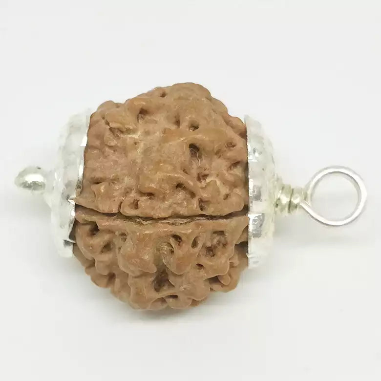 5 Faced Rudraksha — main bead view showing mukhi (faces)