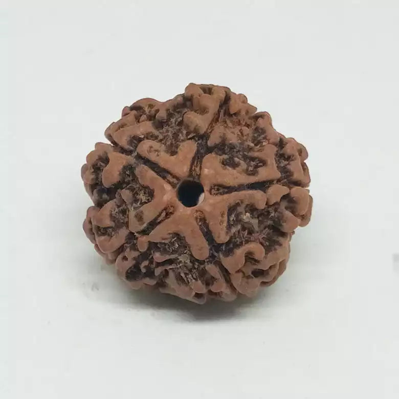 5 Faced Rudraksha — close-up macro showing surface texture and natural lines
