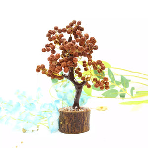 Five Mukhi indonesian Rudraksha Tree