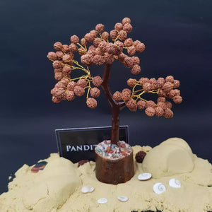 Five Mukhi indonesian Rudraksha Tree