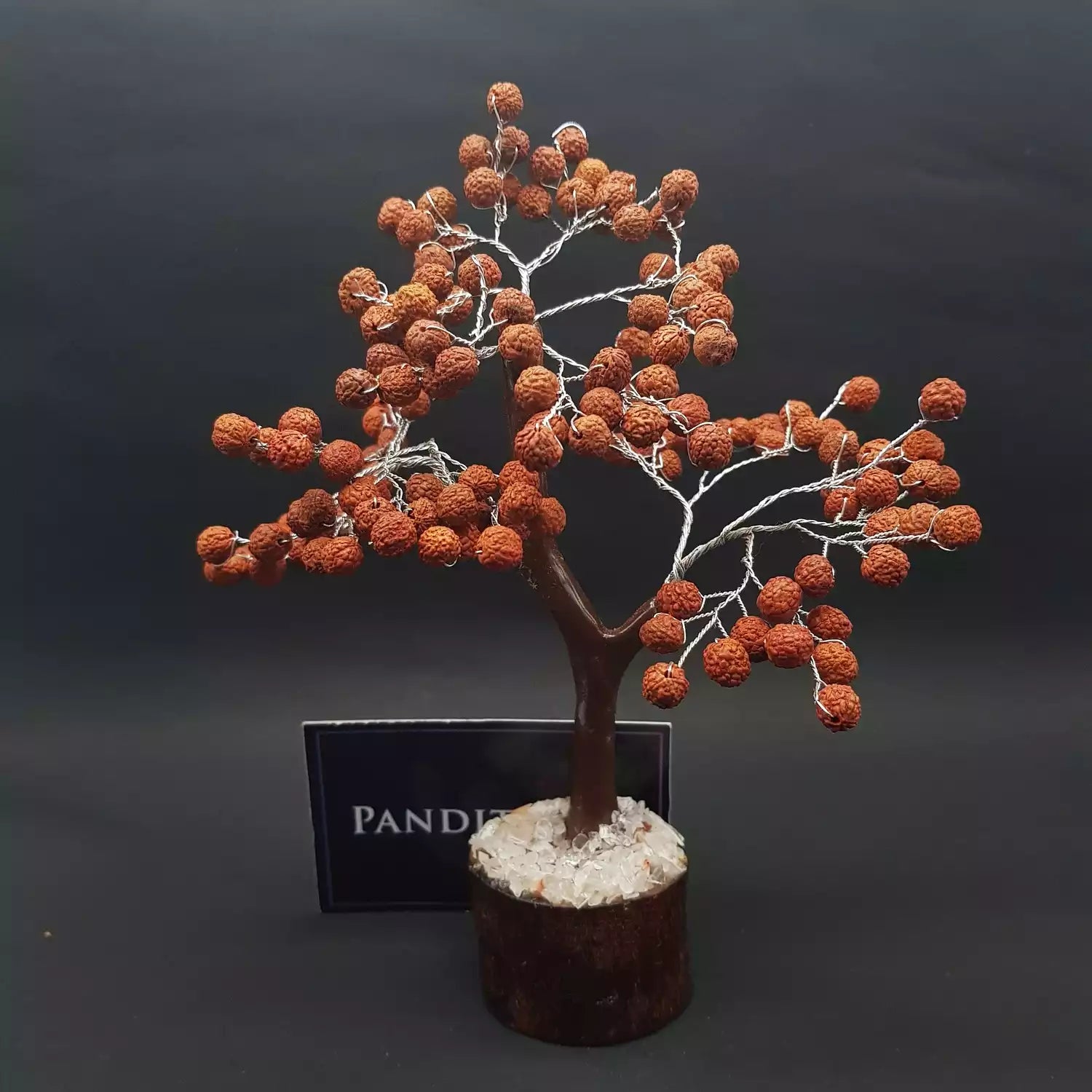 Five Mukhi indonesian Rudraksha Tree