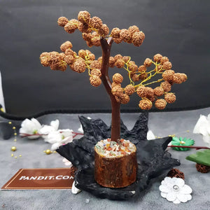 Five Mukhi indonesian Rudraksha Tree