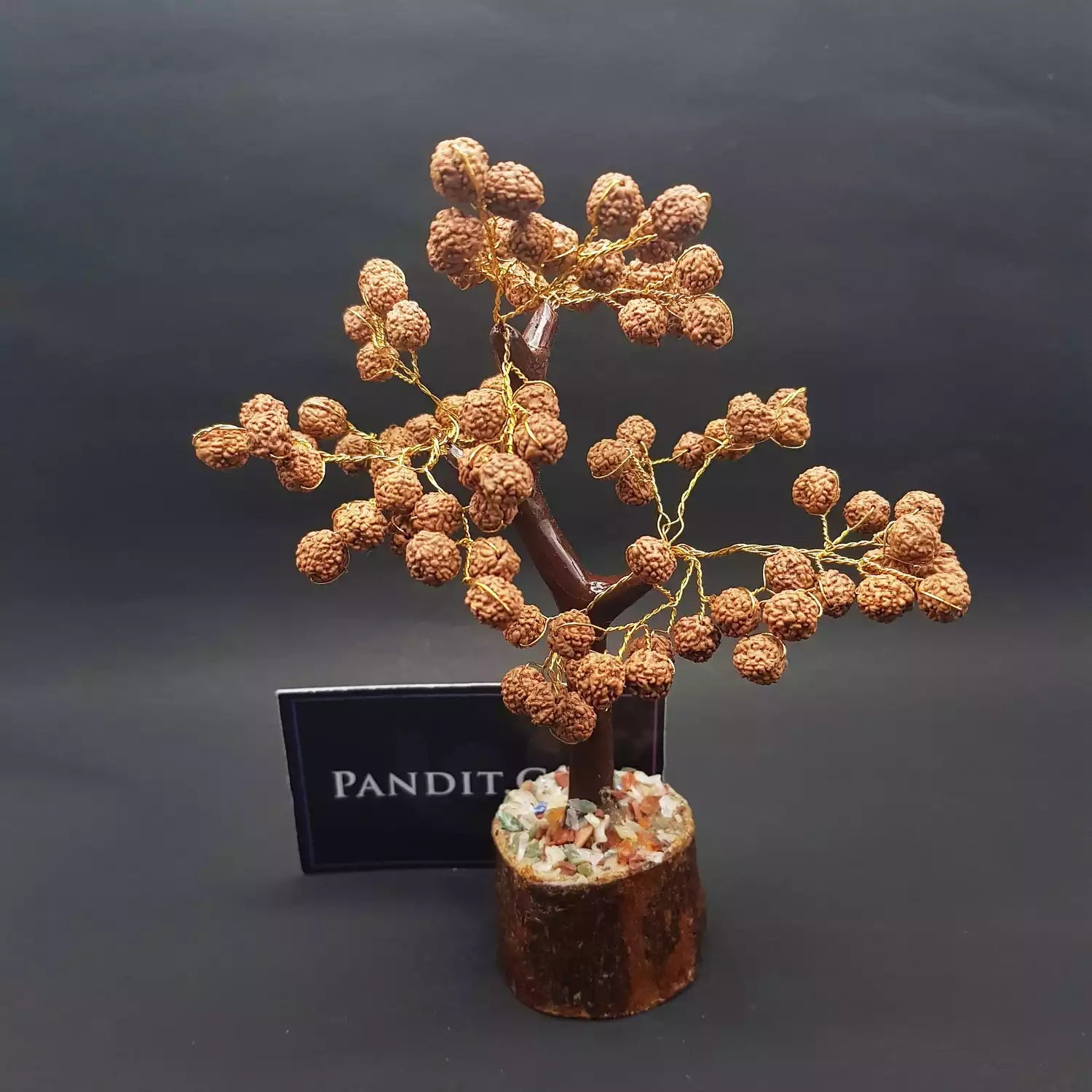 Five Mukhi indonesian Rudraksha Tree