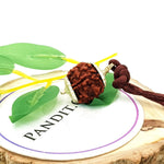 Five Mukhi Premium Rare Rudraksha — close-up macro showing surface texture and natural lines