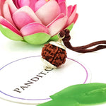 Five Mukhi Premium Rare Rudraksha — bead size reference