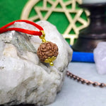 5 Mukhi Rudraksha – Indonesia