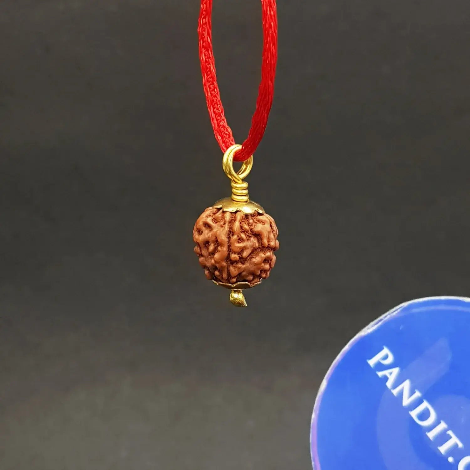 5 Mukhi Rudraksha Indonesia