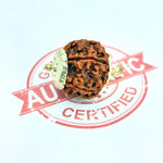 5 Faced Rudraksha – Nepal