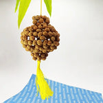 Five Mukhi Rudraksha Wall Hanging — close-up macro showing surface texture and natural lines