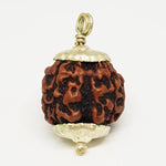 Four Mukhi Premium Rare Rudraksha — main bead view showing mukhi (faces)