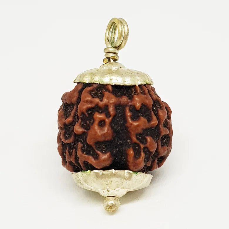 Four Mukhi Premium Rare Rudraksha — main bead view showing mukhi (faces)