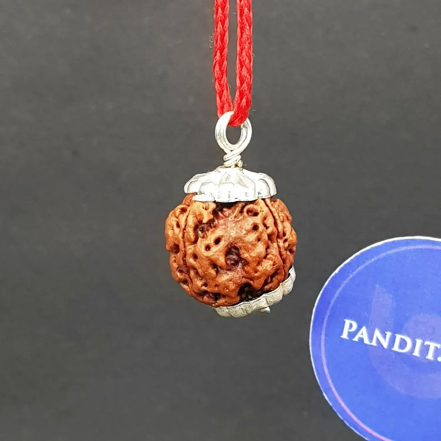 Four Mukhi Premium Rare Rudraksha — bead size reference
