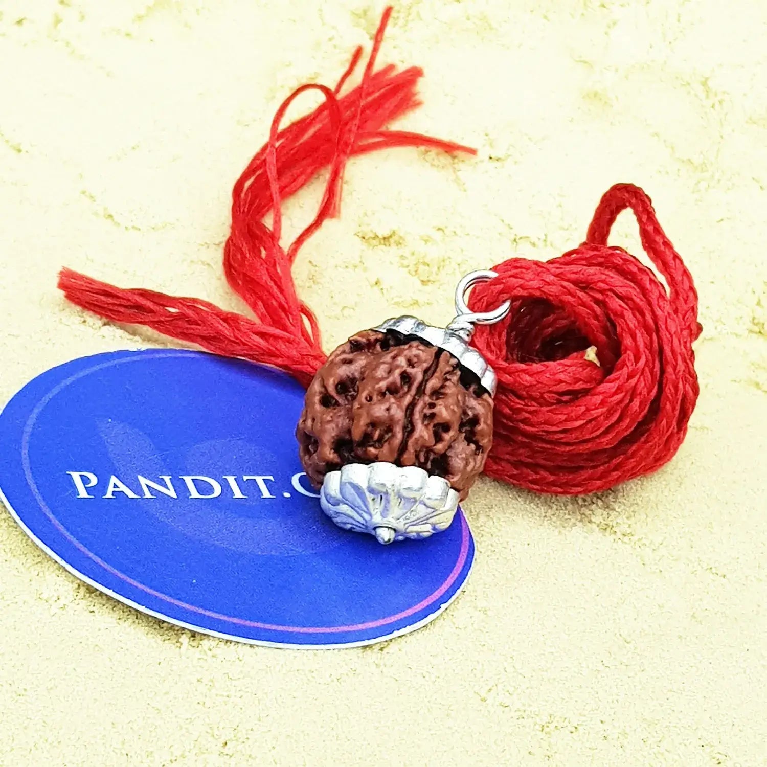 Four Mukhi Premium Rare Rudraksha — main bead view showing mukhi (faces)