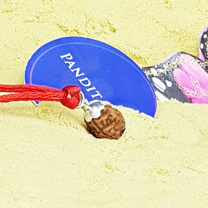 4 Mukhi Rudraksha - Indonesia