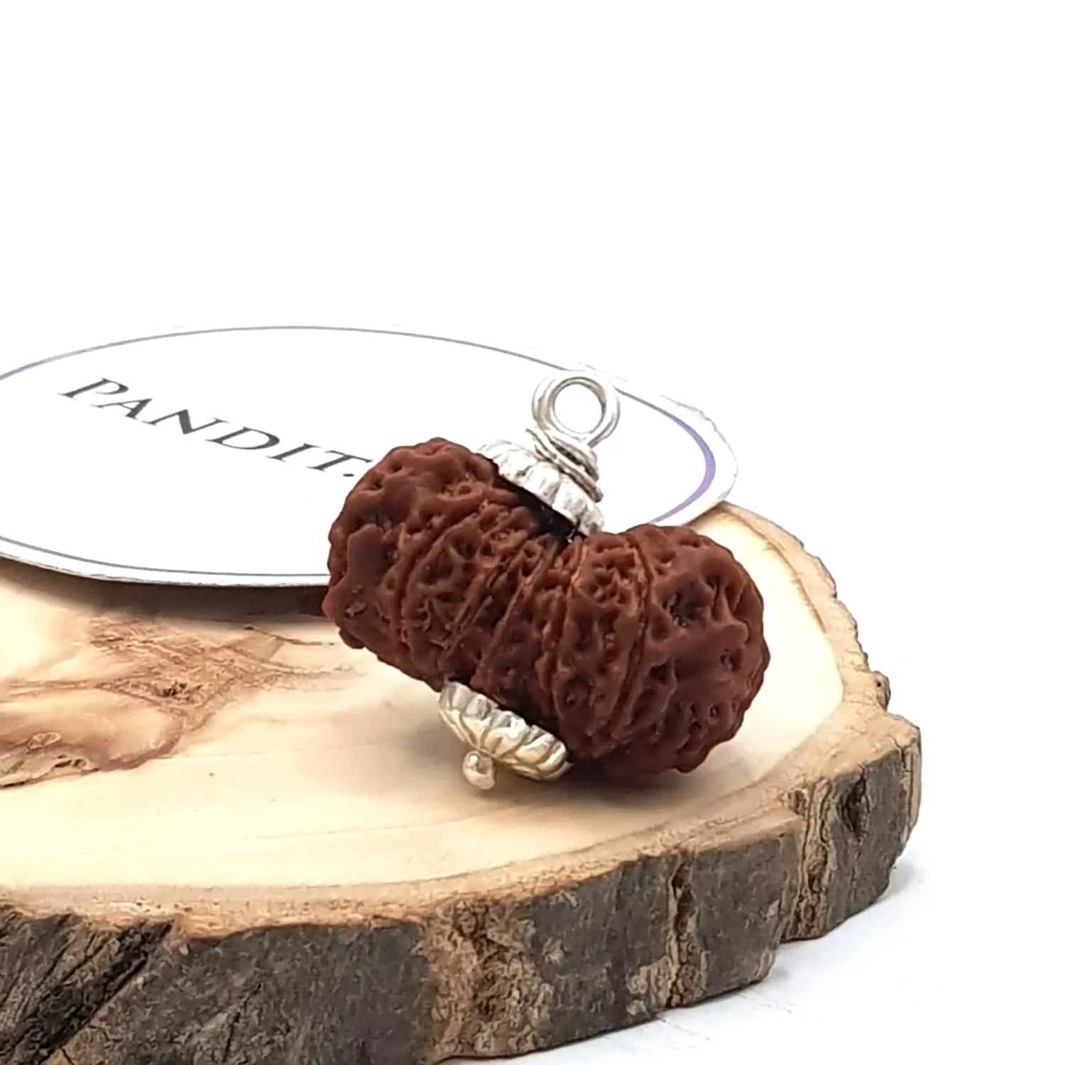 Fourteen Mukhi Premium Rare Rudraksha — bead size reference