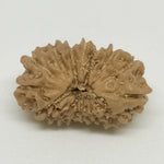 Fourteen Mukhi Premium Rare Rudraksha — authenticity certificate and lab report
