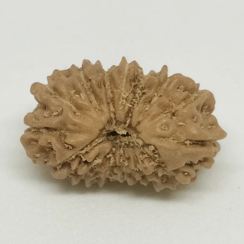 Fourteen Mukhi Premium Rare Rudraksha — authenticity certificate and lab report