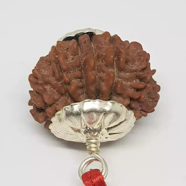 14 Faced Rudraksha — main bead view showing mukhi (faces)