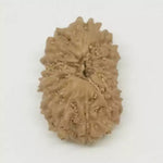 14 Faced Rudraksha — bead worn on red thread