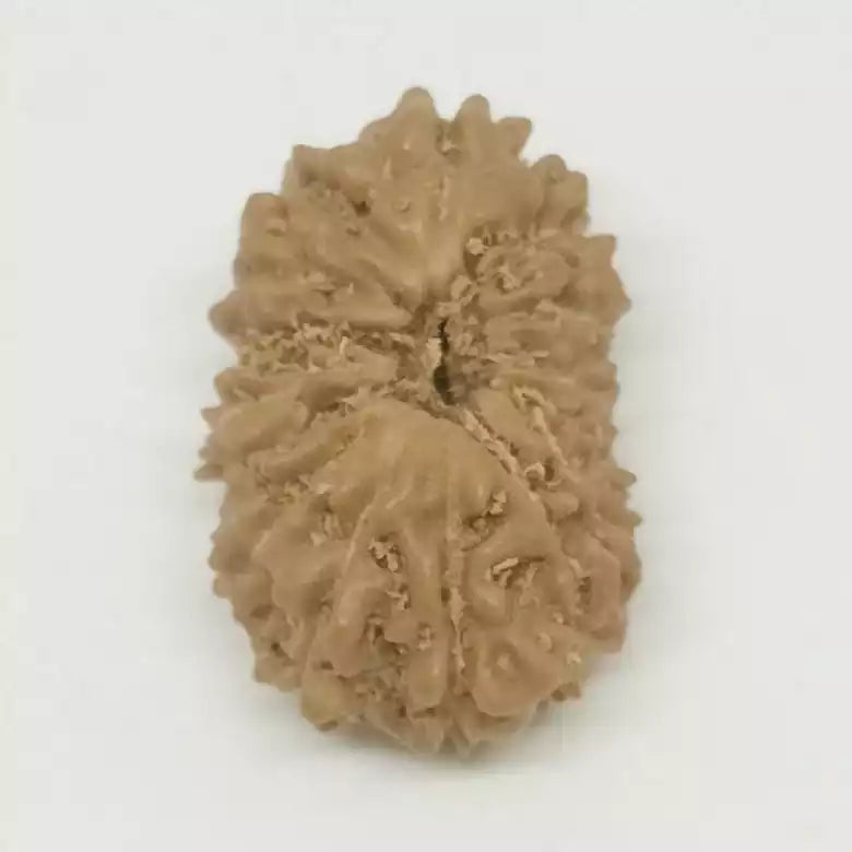 14 Faced Rudraksha — bead worn on red thread