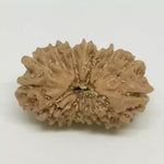 14 Faced Rudraksha — packaging back showing wearing instructions