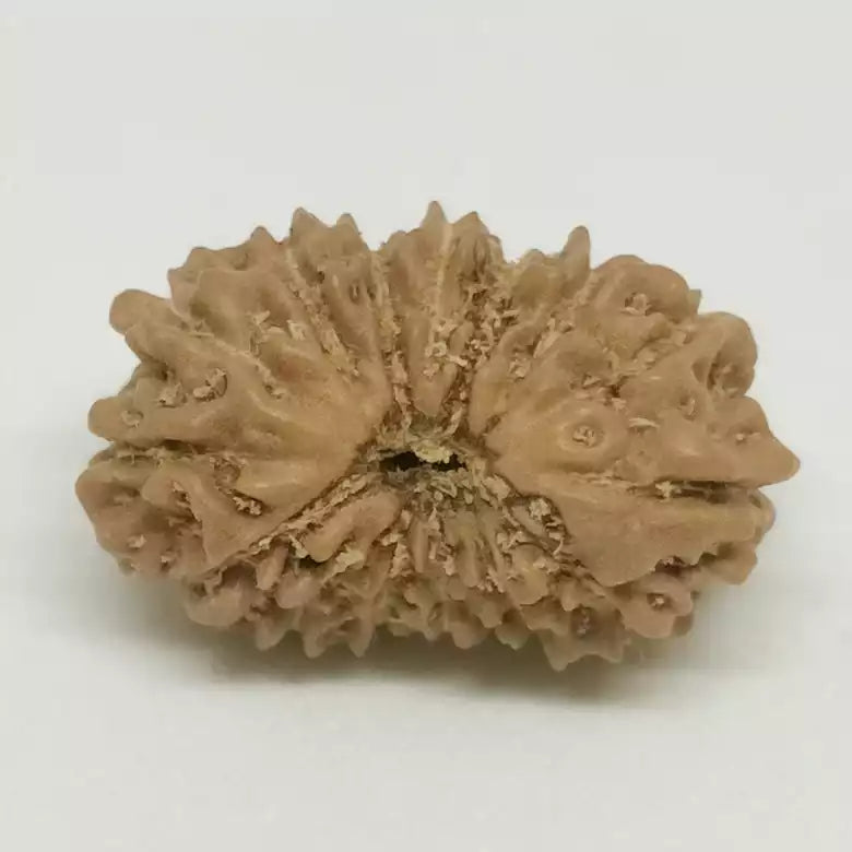 14 Faced Rudraksha — packaging back showing wearing instructions
