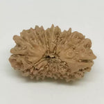 14 Faced Rudraksha — main bead view showing mukhi (faces)