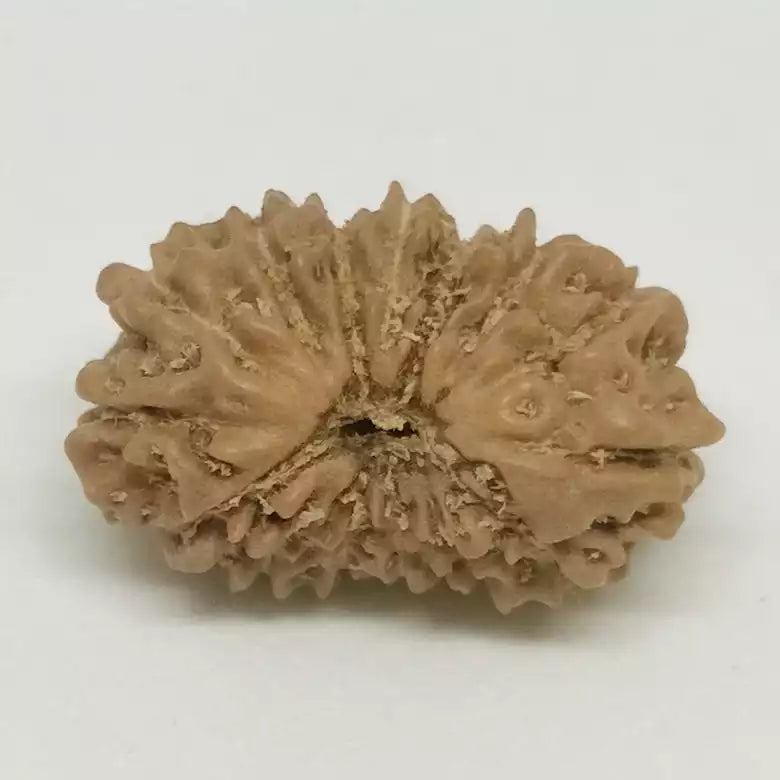14 Faced Rudraksha — main bead view showing mukhi (faces)