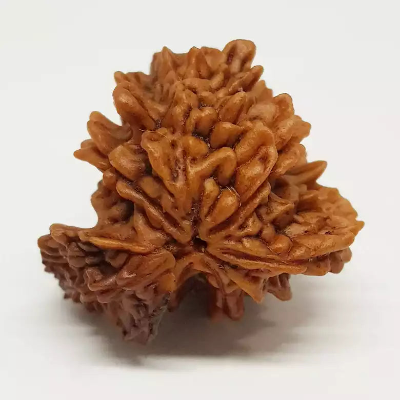 Gajraj Rudraksha – Basic