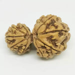 Garbh Gauri Premium Rare Rudraksha — main bead view showing mukhi (faces)