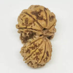 Garbh Gauri Premium Rare Rudraksha — close-up macro showing surface texture and natural lines